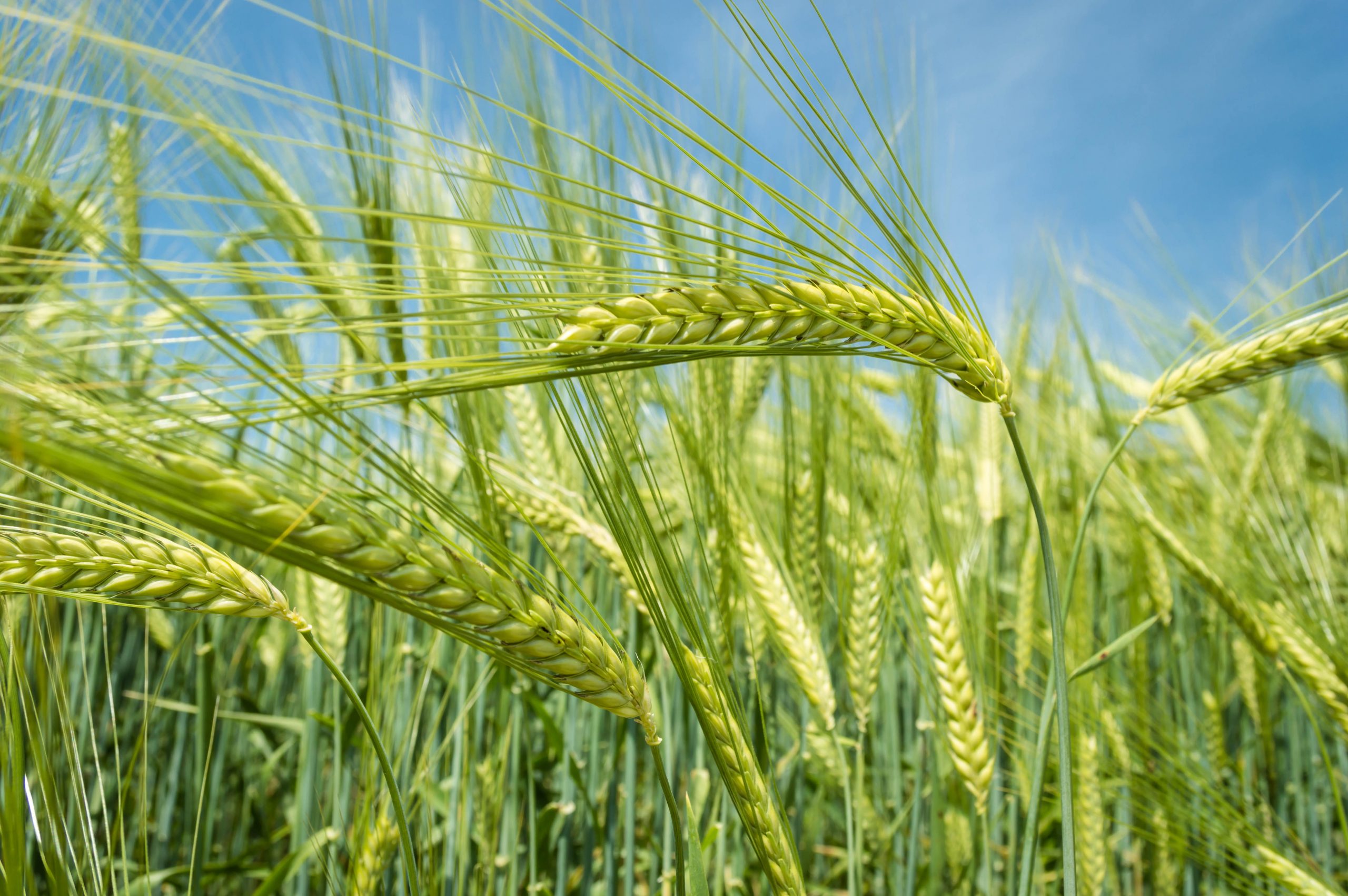 Головна наша продукція shutterstock_1985686052 (1)